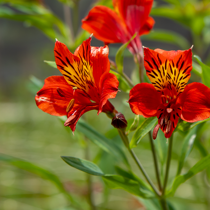 Alstroemeria Red and Pink