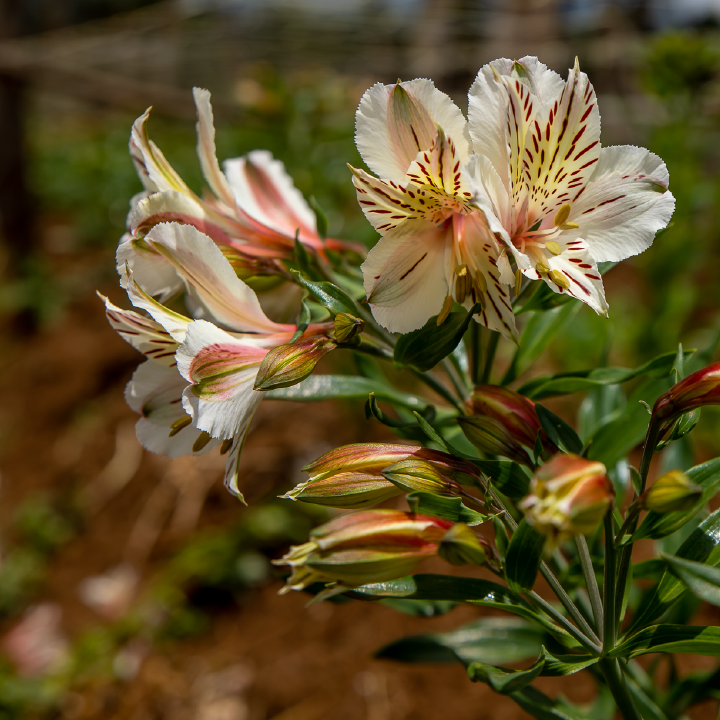 Alstroemeria Yellow and White